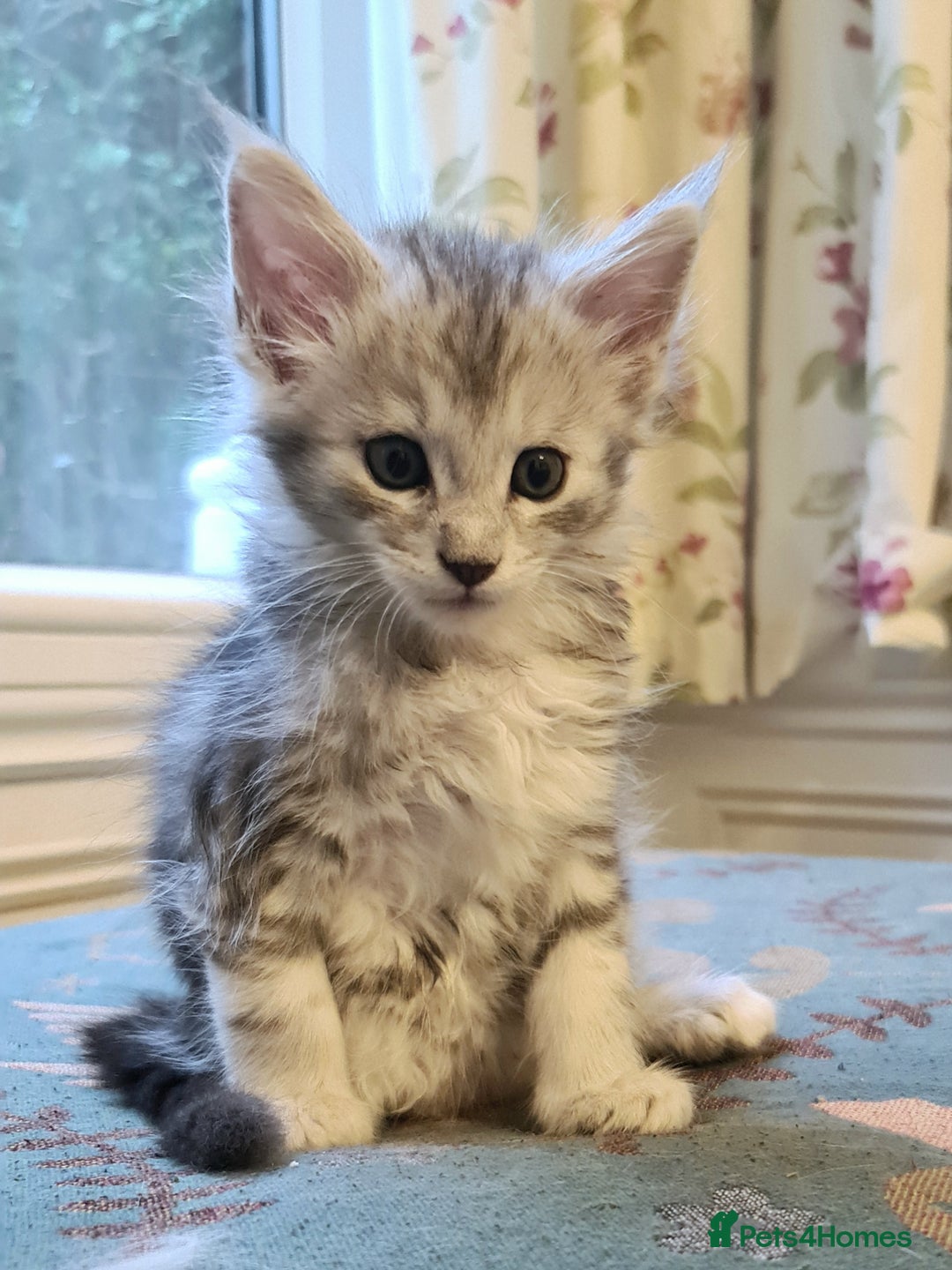 Maine Coon cats for sale: 2 MaineCoon boys - Image 9