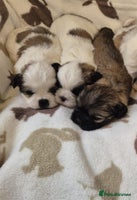 Shih Tzu dogs - Advert 3