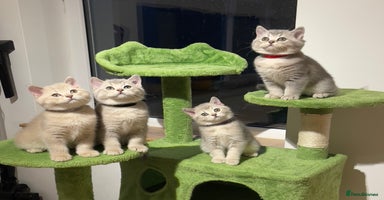 British Shorthair cats - Advert 4