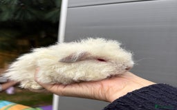 Guinea Pig rodents for sale: Lovely piggies, sheltie, Rex and Peruvian  - Image 17