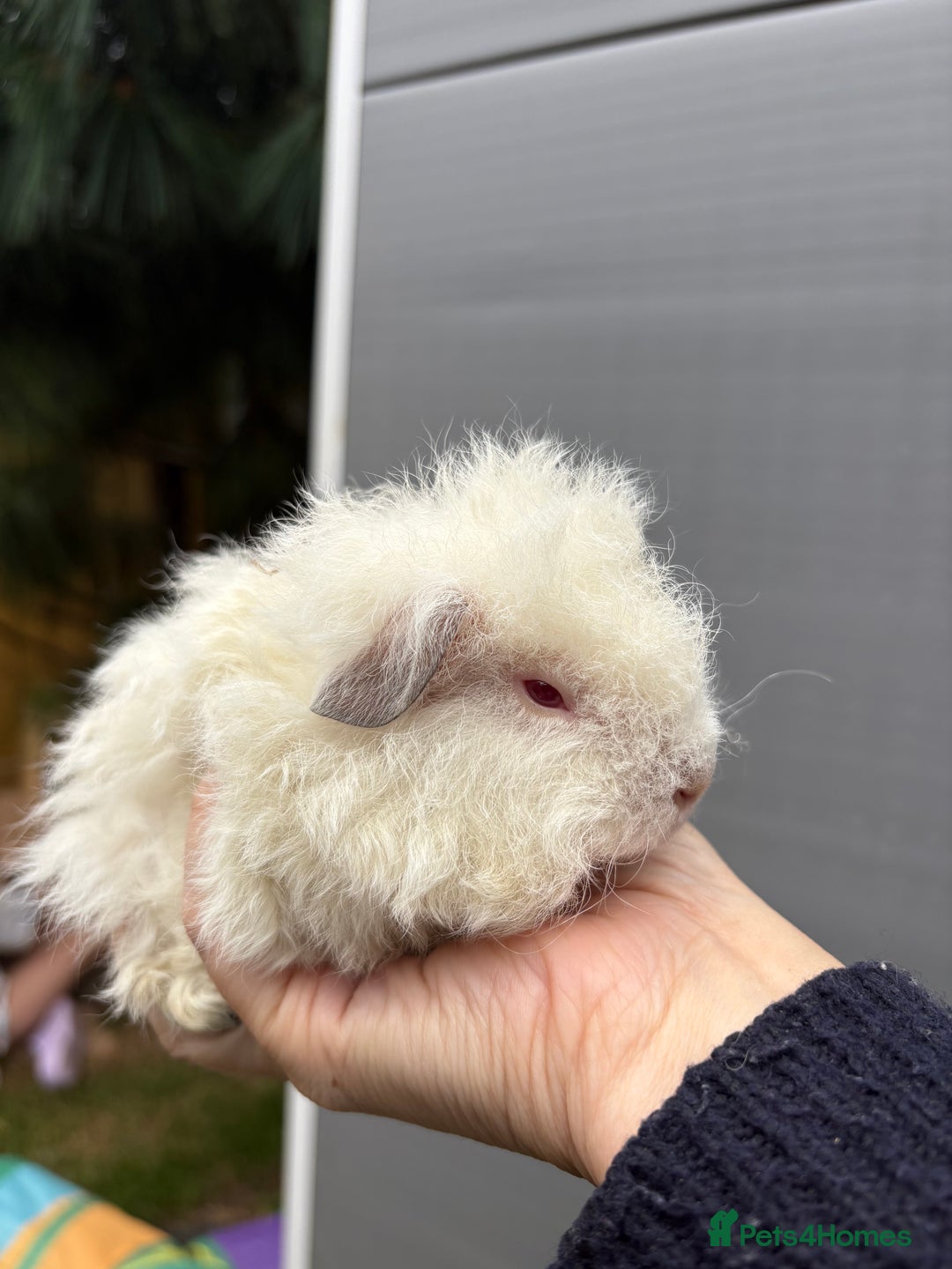 Guinea Pig rodents for sale: Lovely piggies, sheltie, Rex and Peruvian  - Image 17