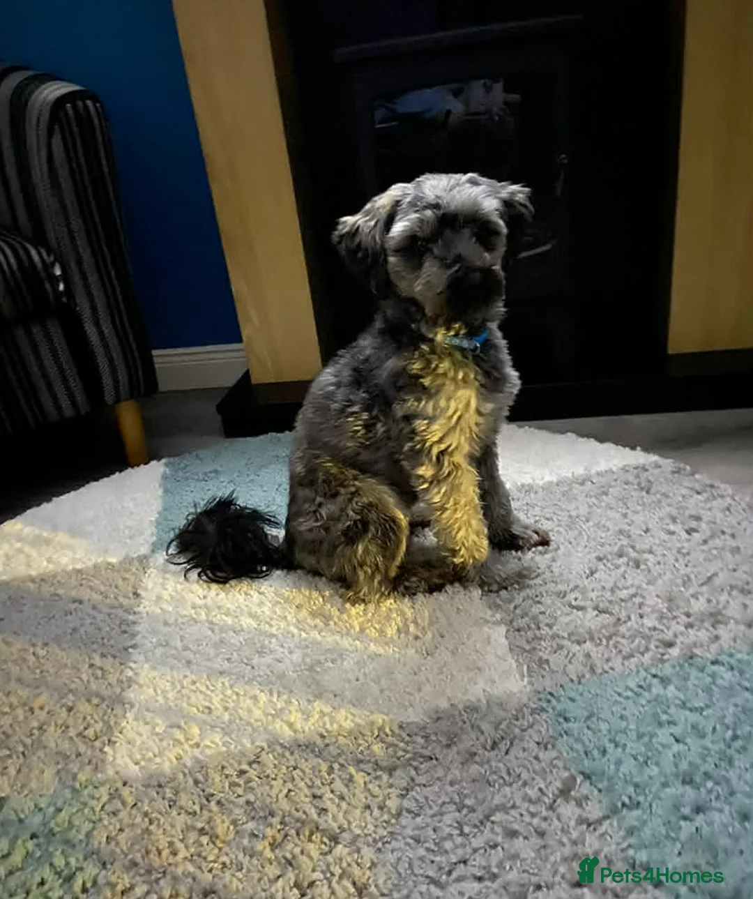 Yorkiepoo dogs for sale: 5 Yr Old Male Yorkiepoo Seeking Forever Home  - Advert 5