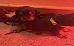 Dobermann dogs for sale: ⭐️DOBERMAN🐾PUPPIES⭐️🐶AVAILABLE🐾MID🐾SEPTEMBER🐶 - Image 18