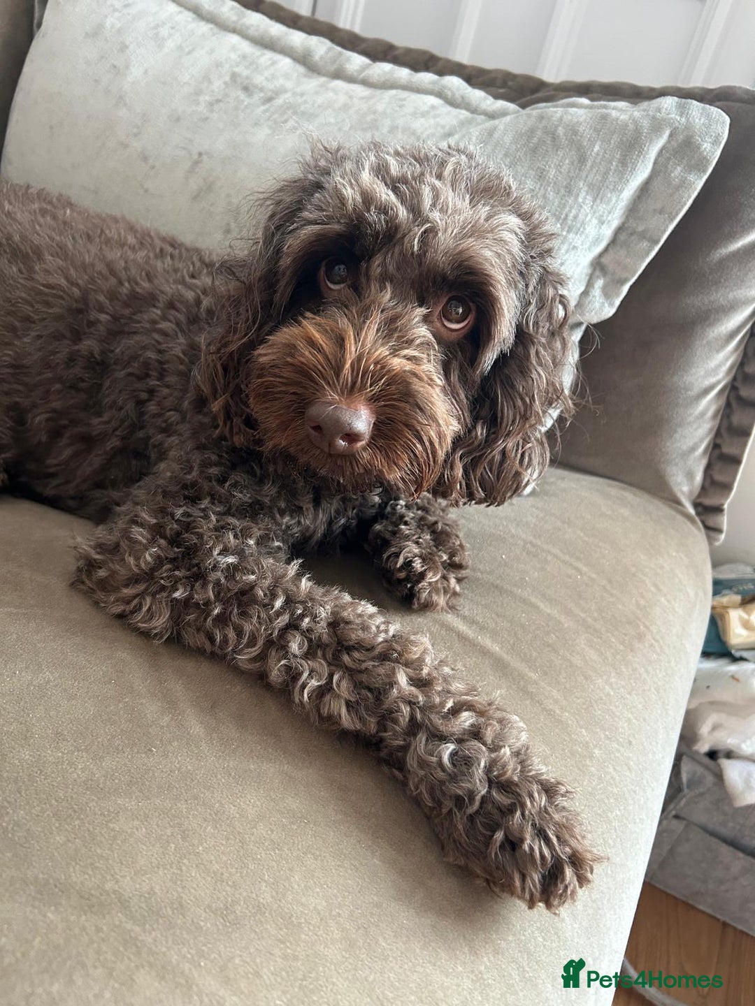 Cockapoo dogs for sale: 🌟 Stunning Cockapoo puppies 🌟  - Image 9