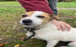 Jack Russell dogs for adoption: Jackie: The Little Dog Left to Freeze - Image 9