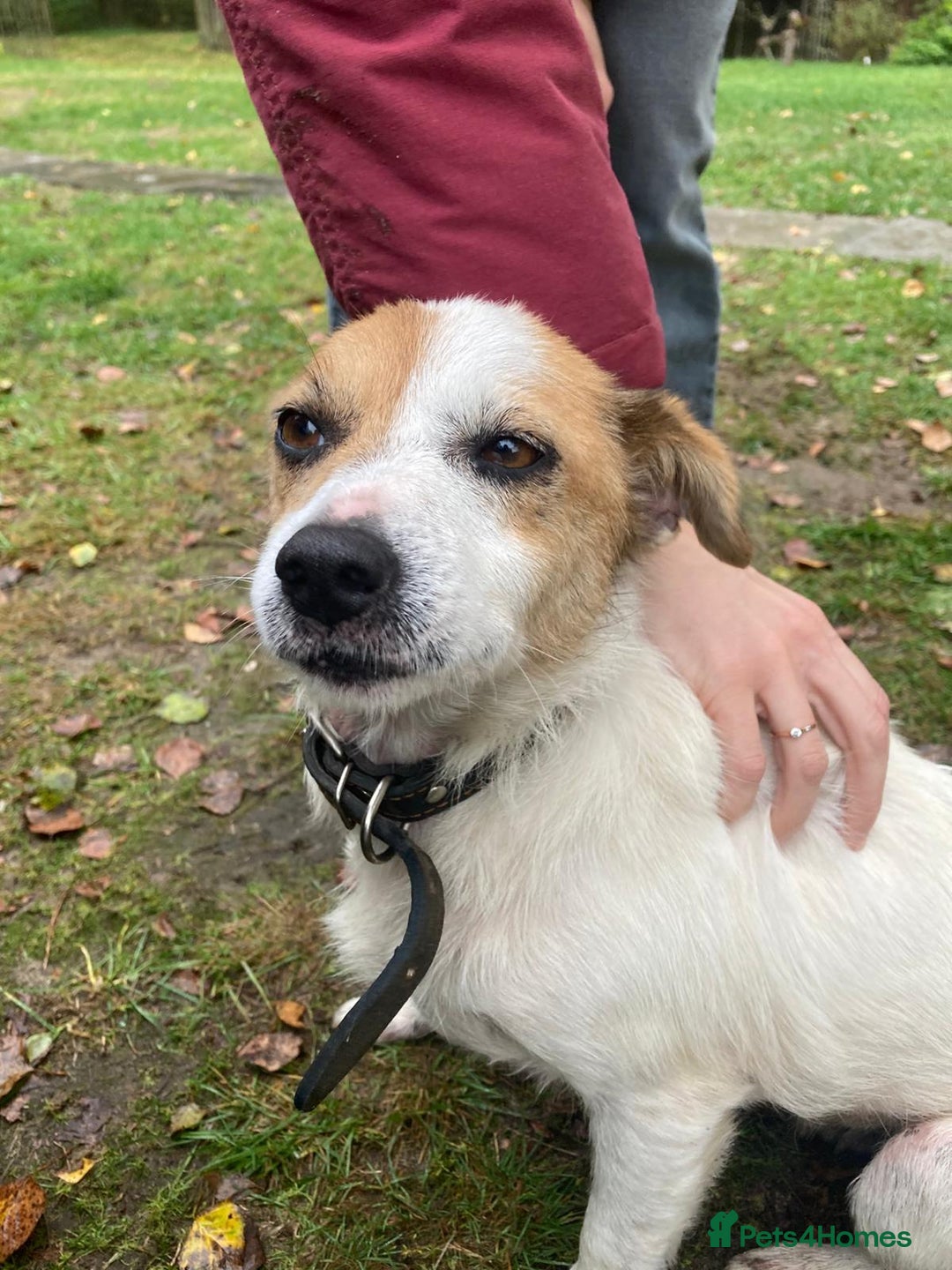 Jack Russell dogs for adoption: Jackie: The Little Dog Left to Freeze - Image 9