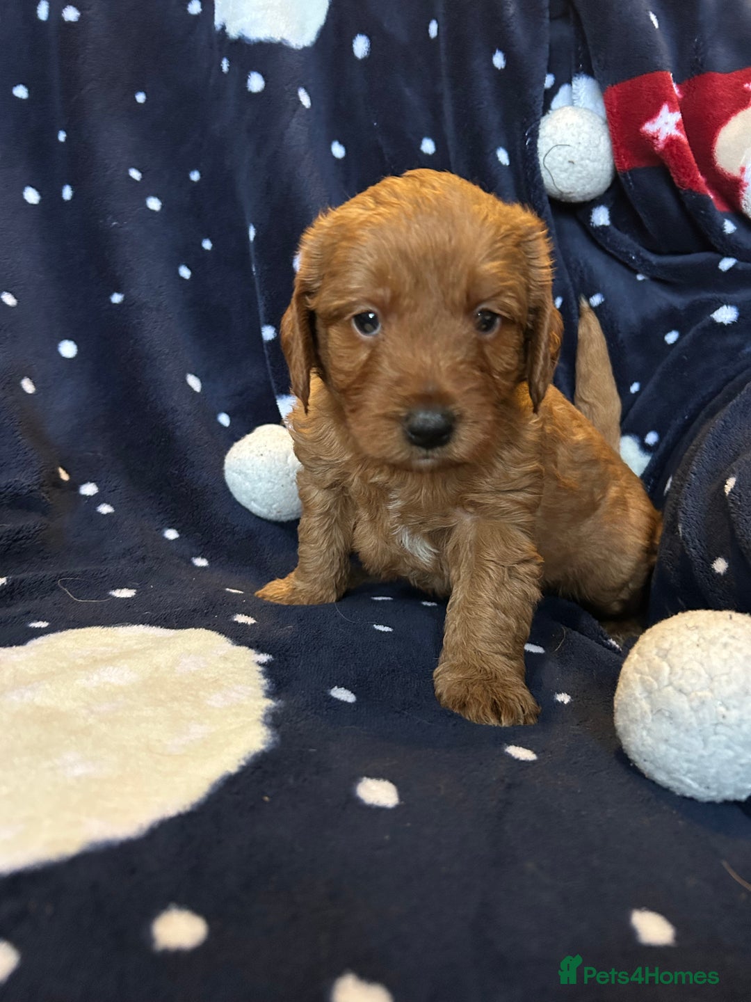 Labradoodle dogs for sale: 🐾F1b Healthy Labradoodle Puppies – Ready 18 Dec🐾 - Advert 4