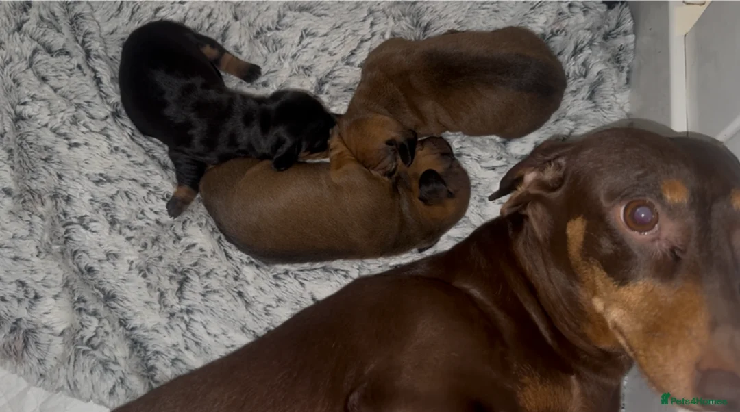 Dachshund dogs for sale: Dachshund puppies -KC REG - Advert 8