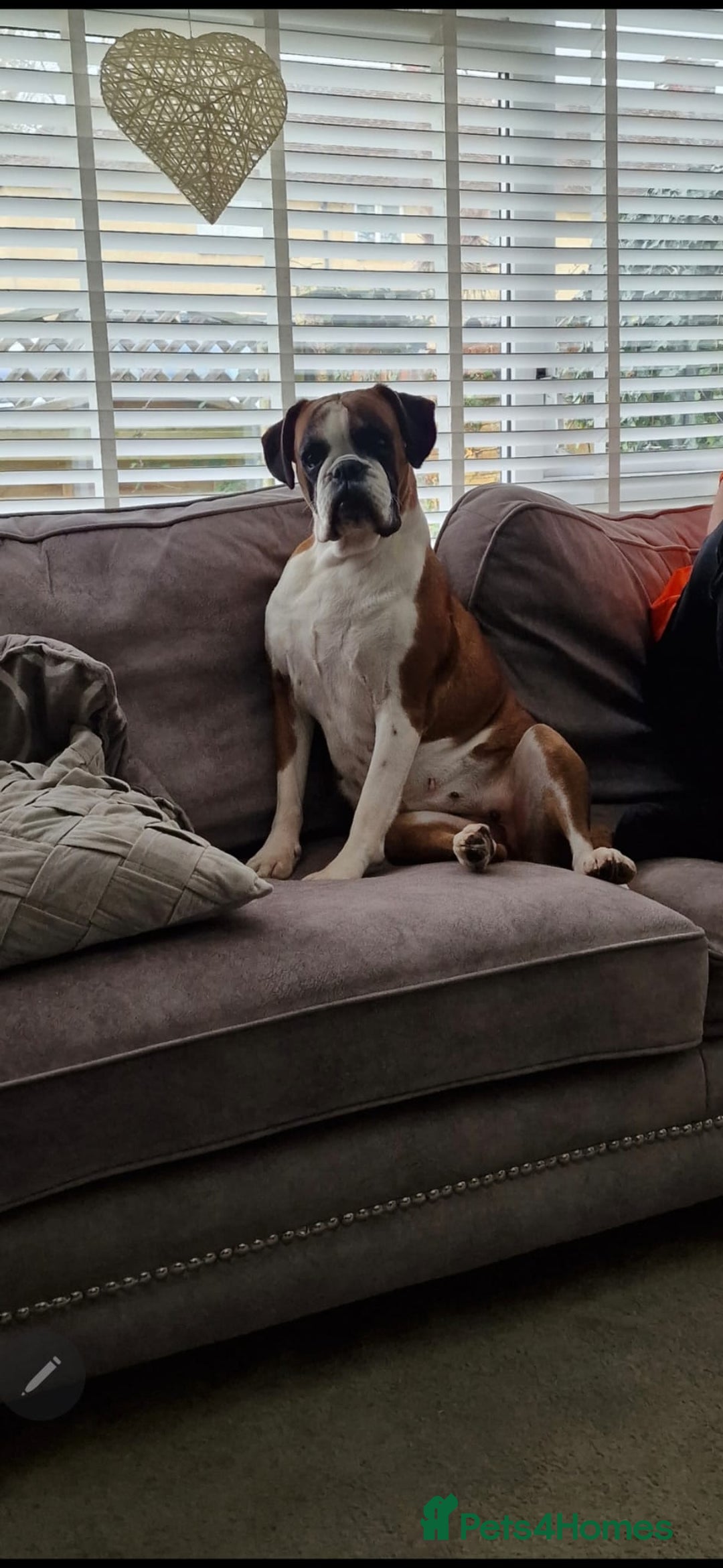 Boxer dogs for sale: 9 year old boxer girl  - Advert 2