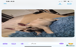 French Bulldog dogs for sale: 2 beautiful French bulldog puppies - Advert 9