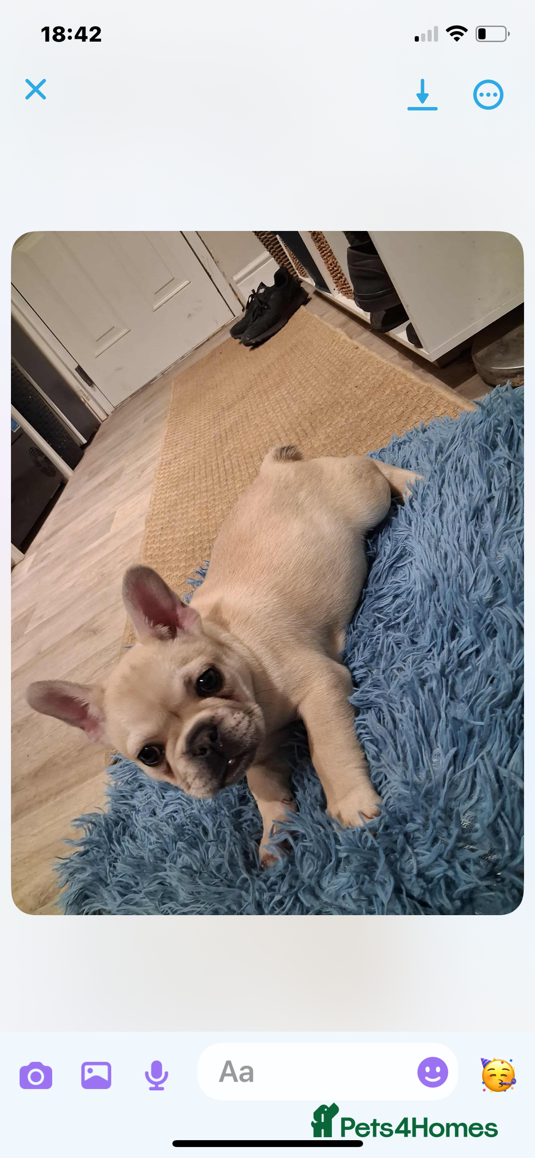 French Bulldog dogs for sale: 2 beautiful French bulldog puppies - Advert 9