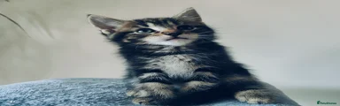 Maine Coon Kitten 1
