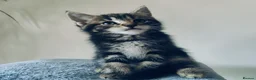 Maine Coon cats for sale: Stunning Maine Coon cross Boys-5 Beautiful fluffy - Advert 6