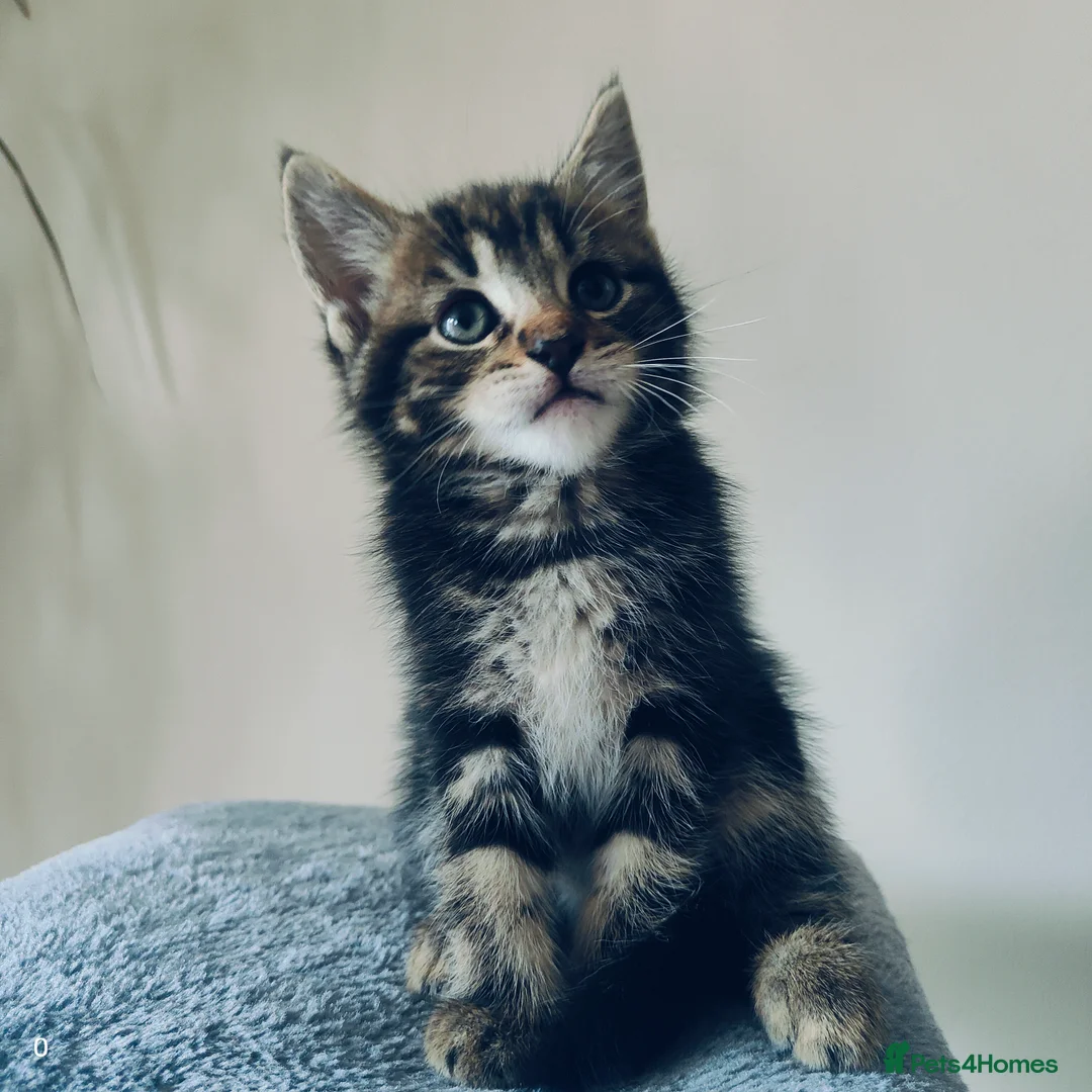 Maine Coon cats for sale: Stunning Maine Coon cross Boys-5 Beautiful fluffy - Advert 6