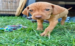 Hungarian Vizsla dogs for sale: Fantastic KC Hungarian Vizsla Puppies! in Rugby - Image 20