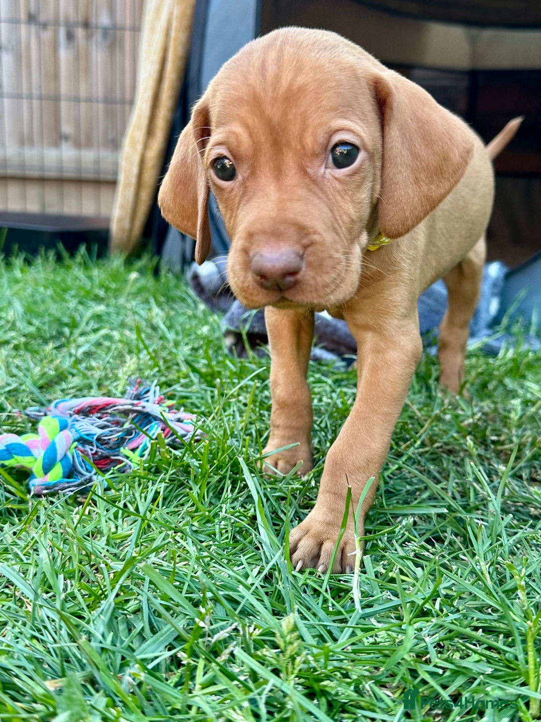 Hungarian Vizsla dogs for sale: Fantastic KC Hungarian Vizsla Puppies! in Rugby - Image 20
