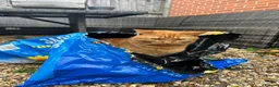 Mixed Breed cats for sale: Noodle  in Ipswich - Advert 6