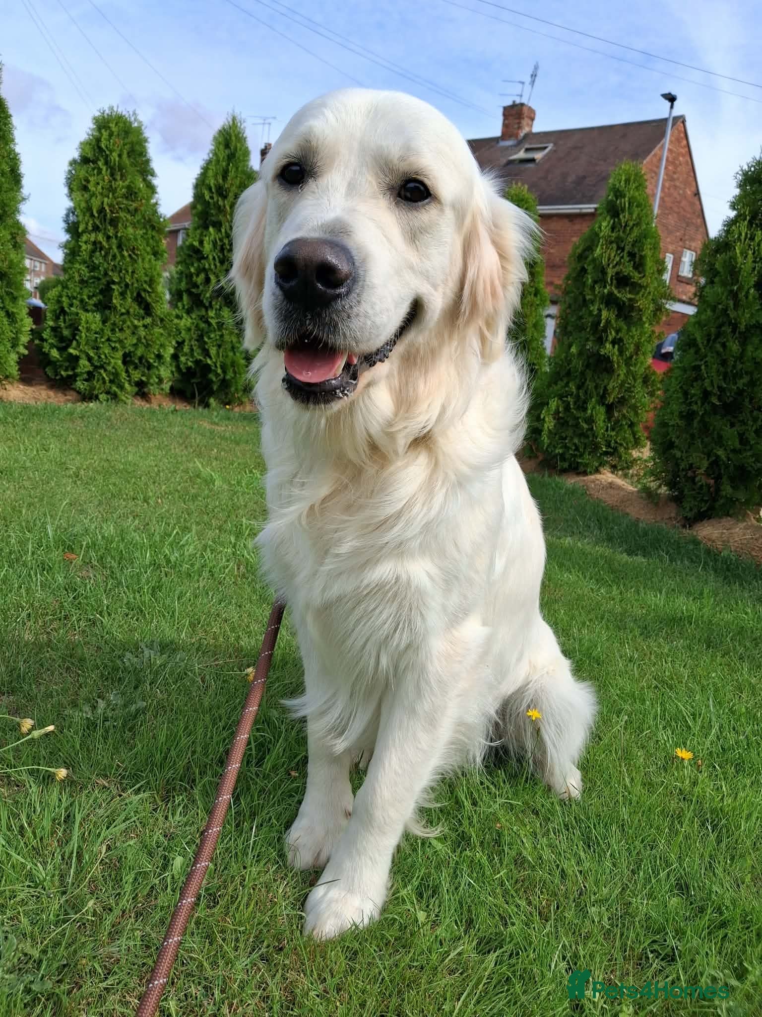 Golden Retriever dogs KC DNA tested Boy avialable for Stud - Advert 20