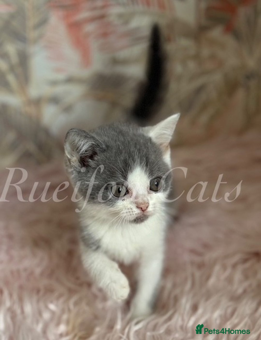 British Shorthair cats for sale: Gorgeous British Shorthair kittens GCCF registered - Image 8