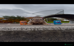 English Bulldog dogs for sale: Bulldogs ready to go!  - Image 12