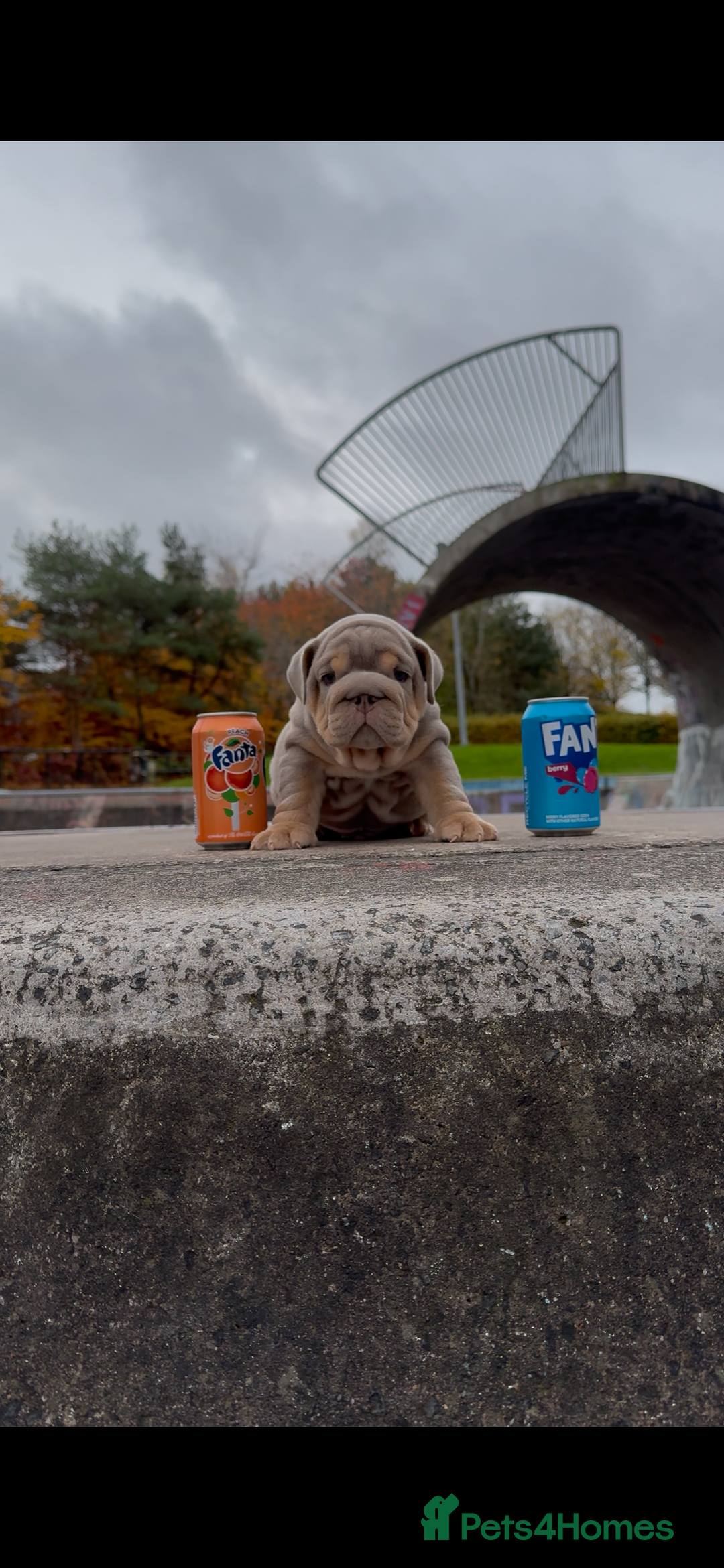 English Bulldog dogs for sale: Bulldogs ready to go!  - Image 12