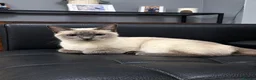 Siamese cats for sale: Siamese cat - Advert 1
