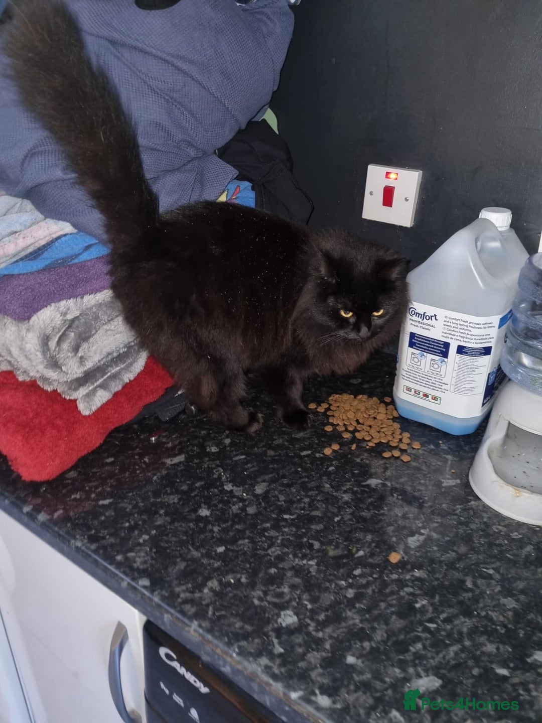 Mixed Breed cats for sale: Beautiful black and white kittens - Advert 4