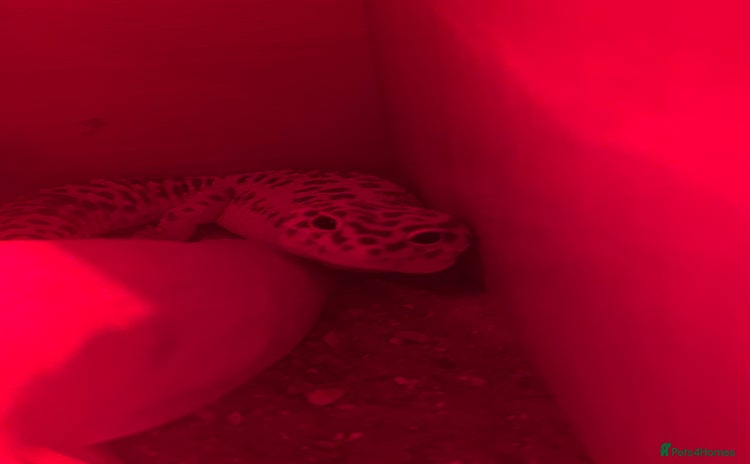 Leopard Gecko reptiles - Advert 2