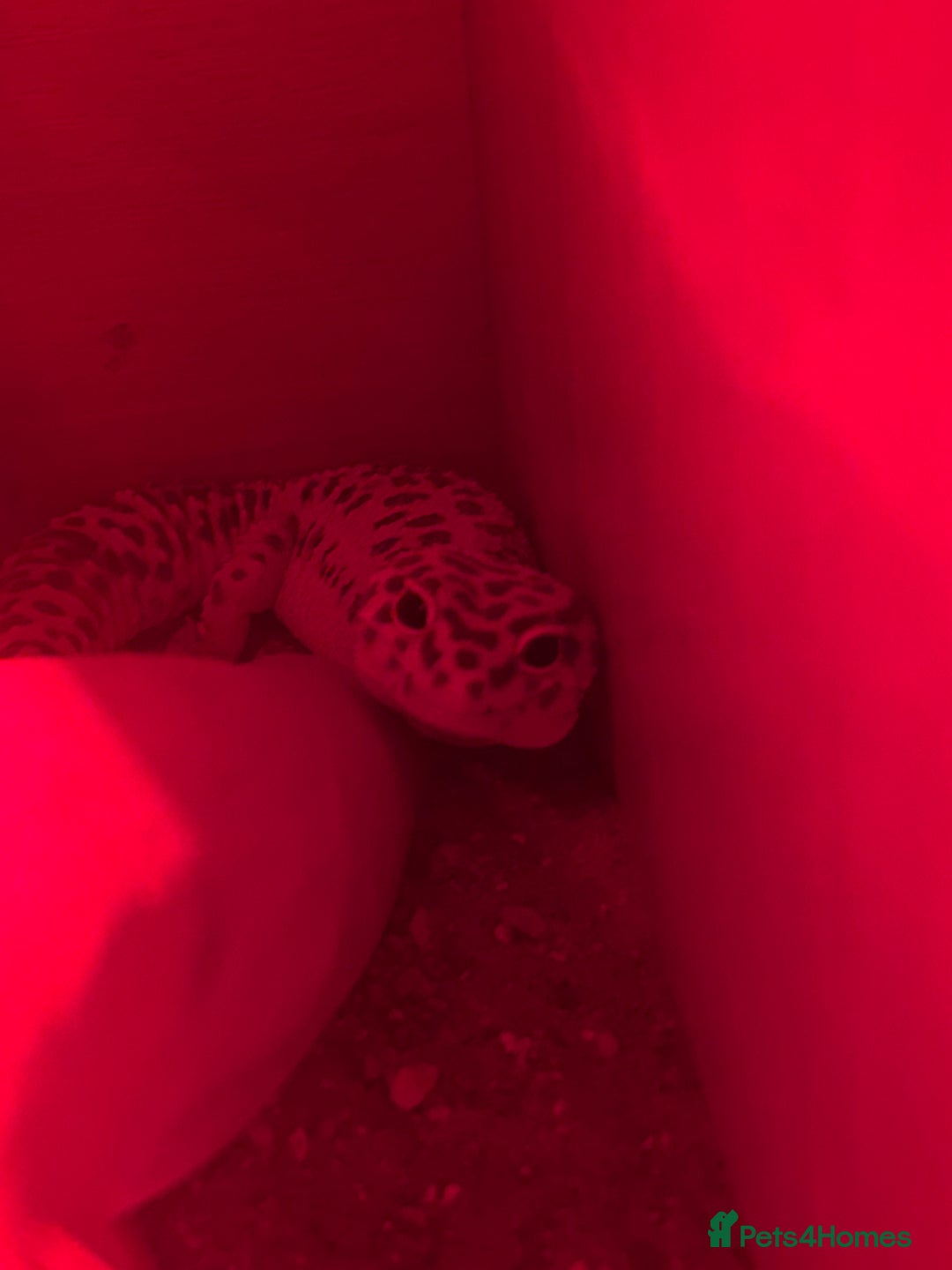 Leopard Gecko reptiles for sale: Healthy Leopard gecko with full enclosure  - Image 1