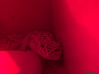 Leopard Gecko reptiles - Advert 13