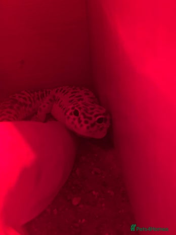 Leopard Gecko reptiles - Advert 12