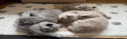 British Shorthair cats for sale: Adorable British Shorthair Kittens  in Coventry - Advert 14