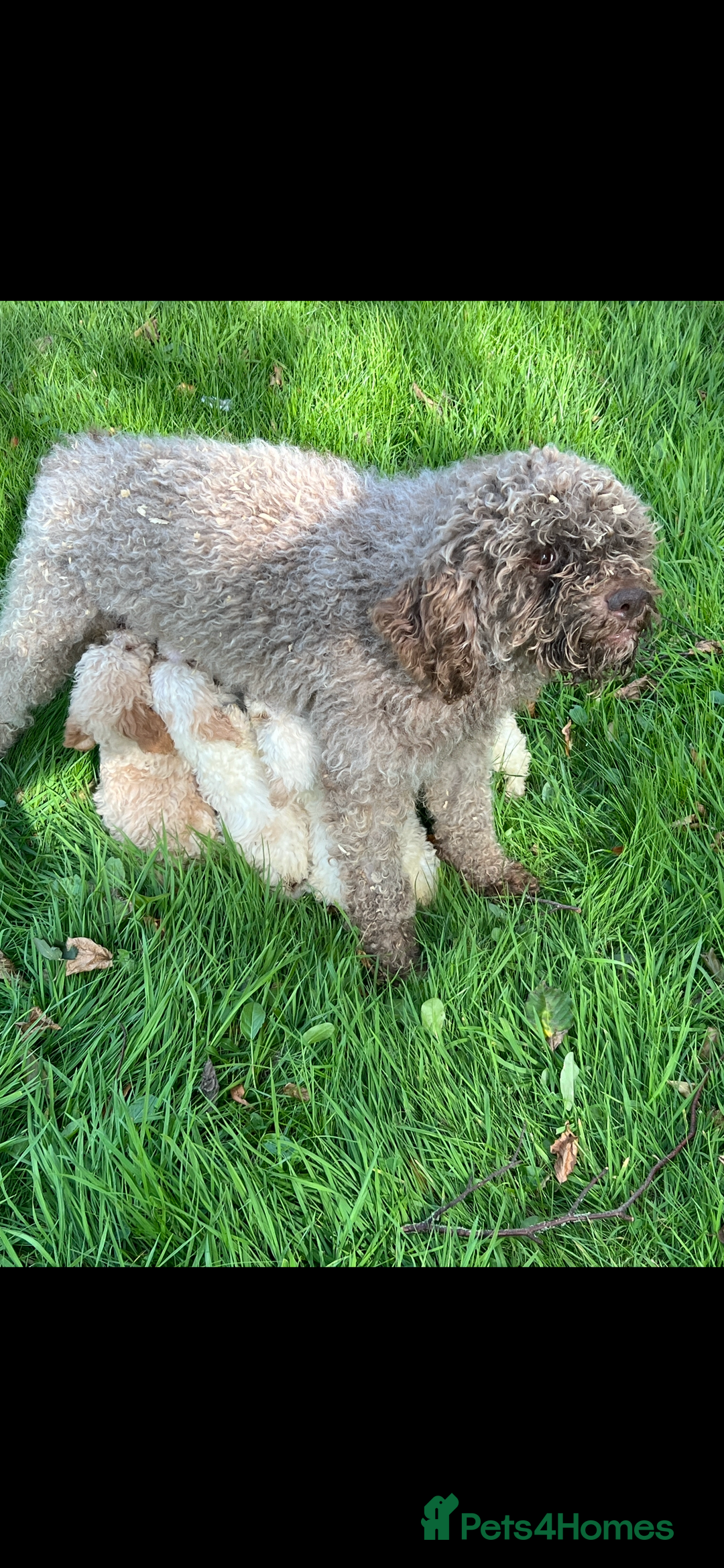 Lagotto Romagnolo dogs for sale: Quality lagotto pups - Image 3