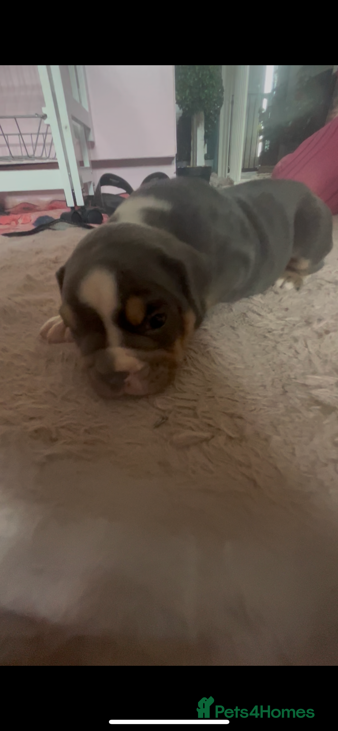 Olde English Bulldogge dogs for sale: ‼️⭐️LAST 2⭐️‼️OEB PUPS- Jabbed & Chipped - Image 16