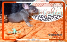 French Bulldog dogs for sale: Hello Pumpkin KC Frenchie Bulldogs A* Ready Soon! - Image 27