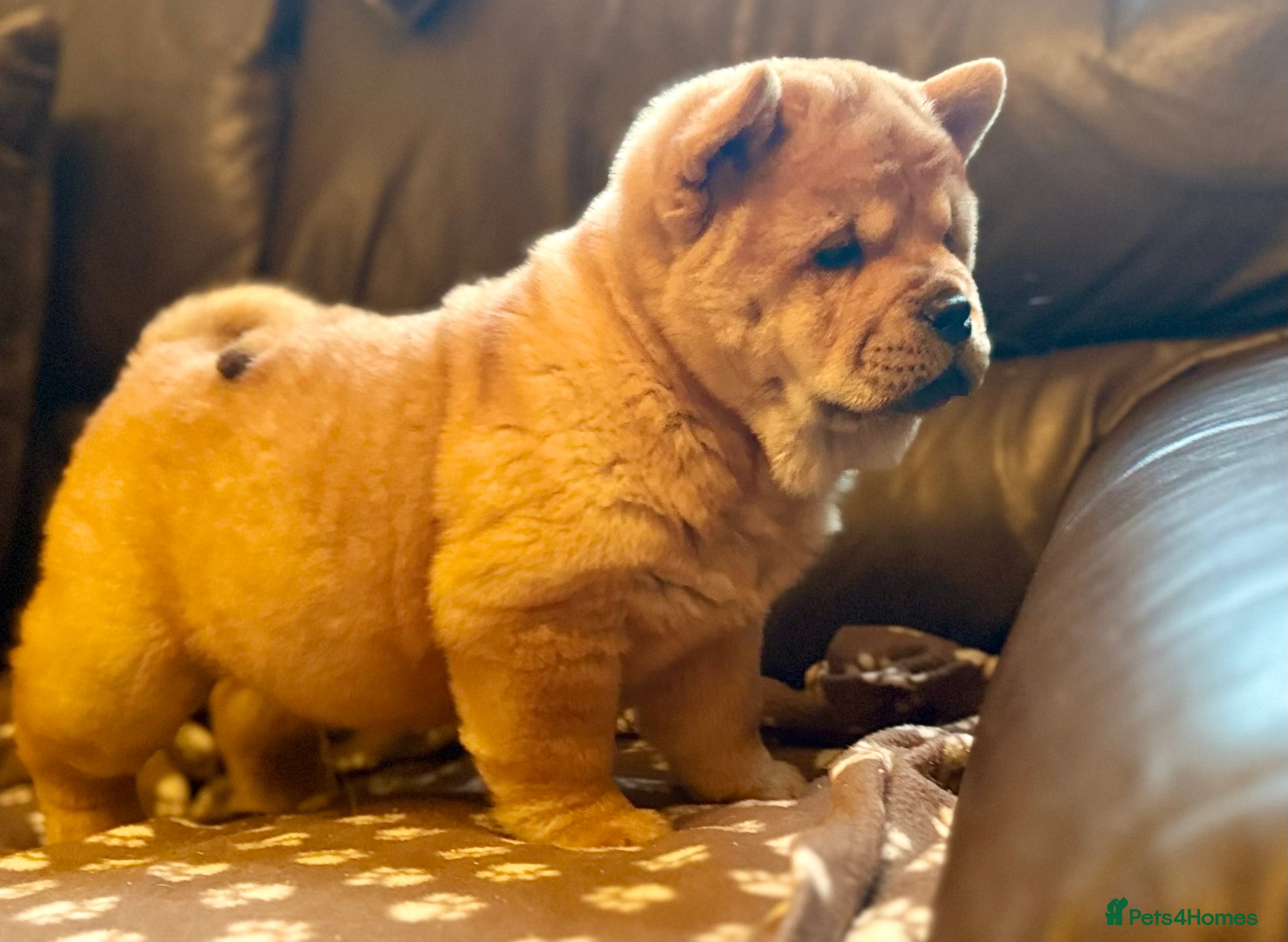 Chow Chow dogs Meet Buddy - stunning smooth - Advert 11
