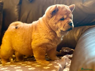 Chow Chow dogs Meet Buddy - stunning smooth - Advert 11