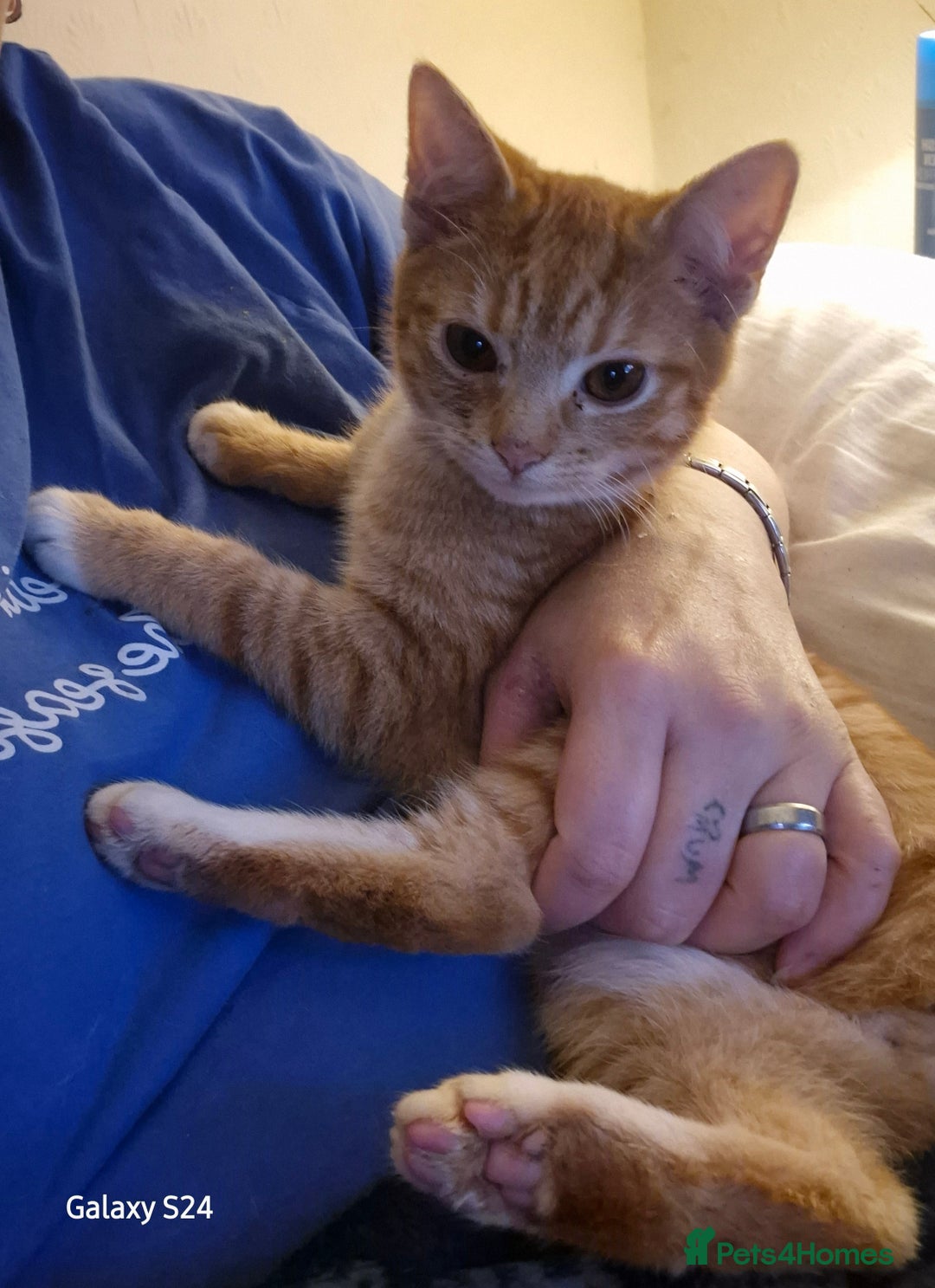 British Shorthair cats for sale: Older cats 🐈  - Advert 3