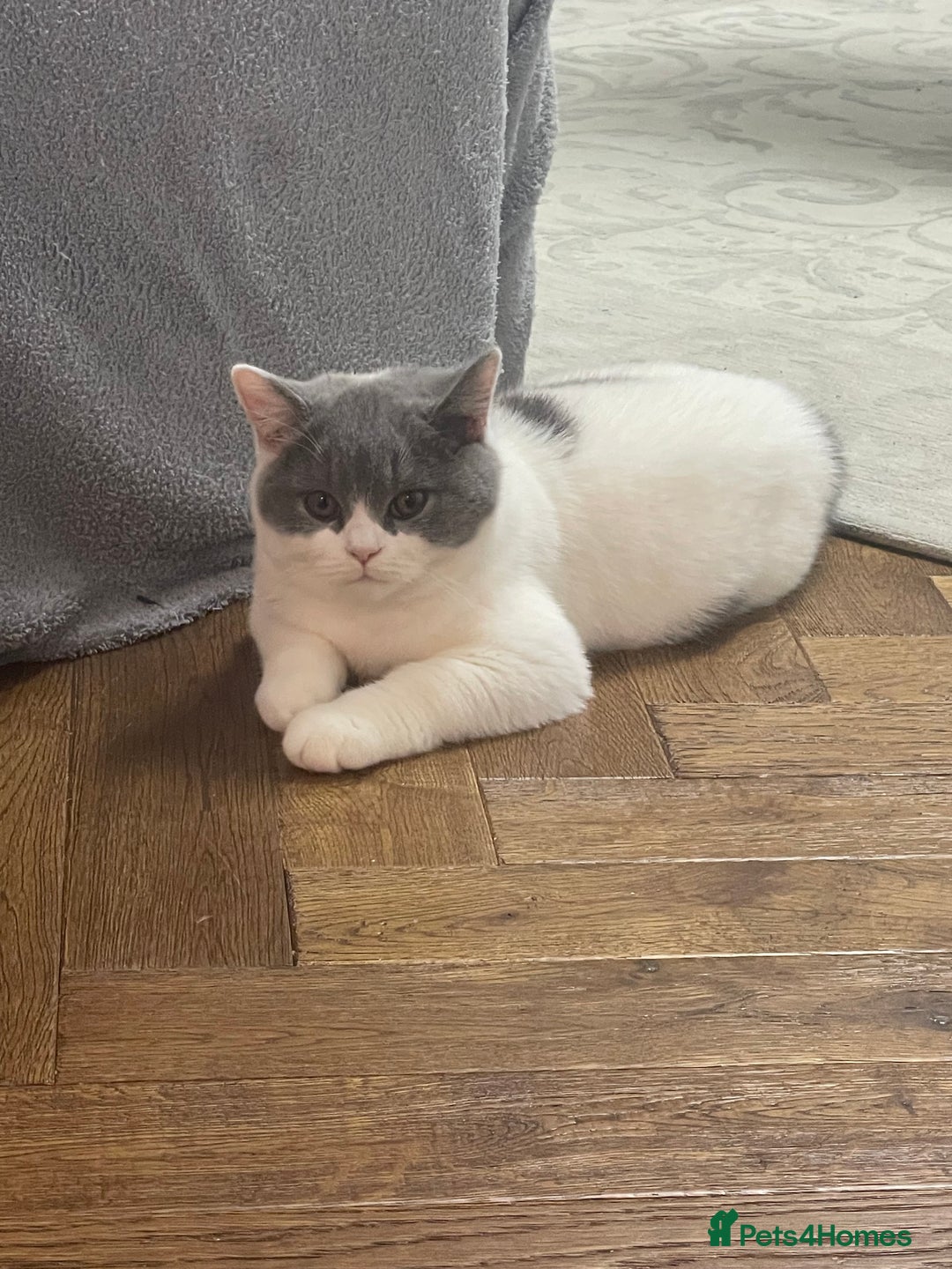 British Shorthair cats for sale: GCCF Kittens Ready to Join Their New Families  - Advert 3