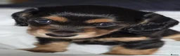 Miniature Dachshund dogs for sale: Black&Tan Puppies Looking for Their Forever Homes! - Advert 29