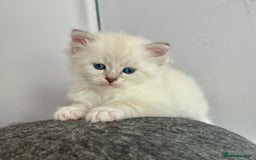 Siberian cats for sale: Only one Champion line girl available 🥰🥰 - Image 7
