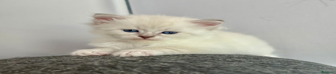Siberian Kitten 4