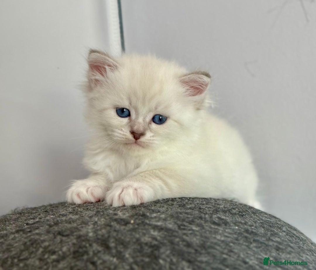 Siberian cats for sale: Only one Champion line girl available 🥰🥰 - Image 7