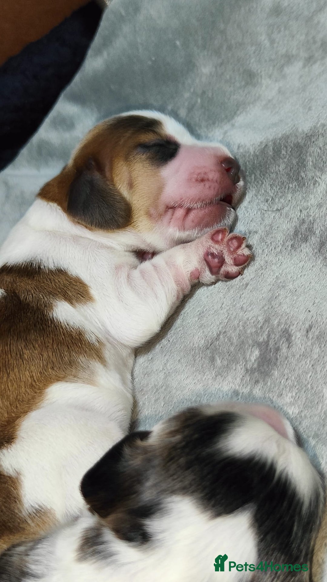 Cocker Spaniel dogs for sale: KC Registered Cocker Spaniels ready for Christmas - Image 5