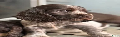 Chocolate roan boy