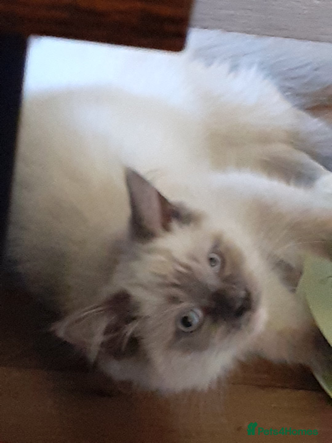 Ragdoll cats for sale: Ragdoll  - Advert 3