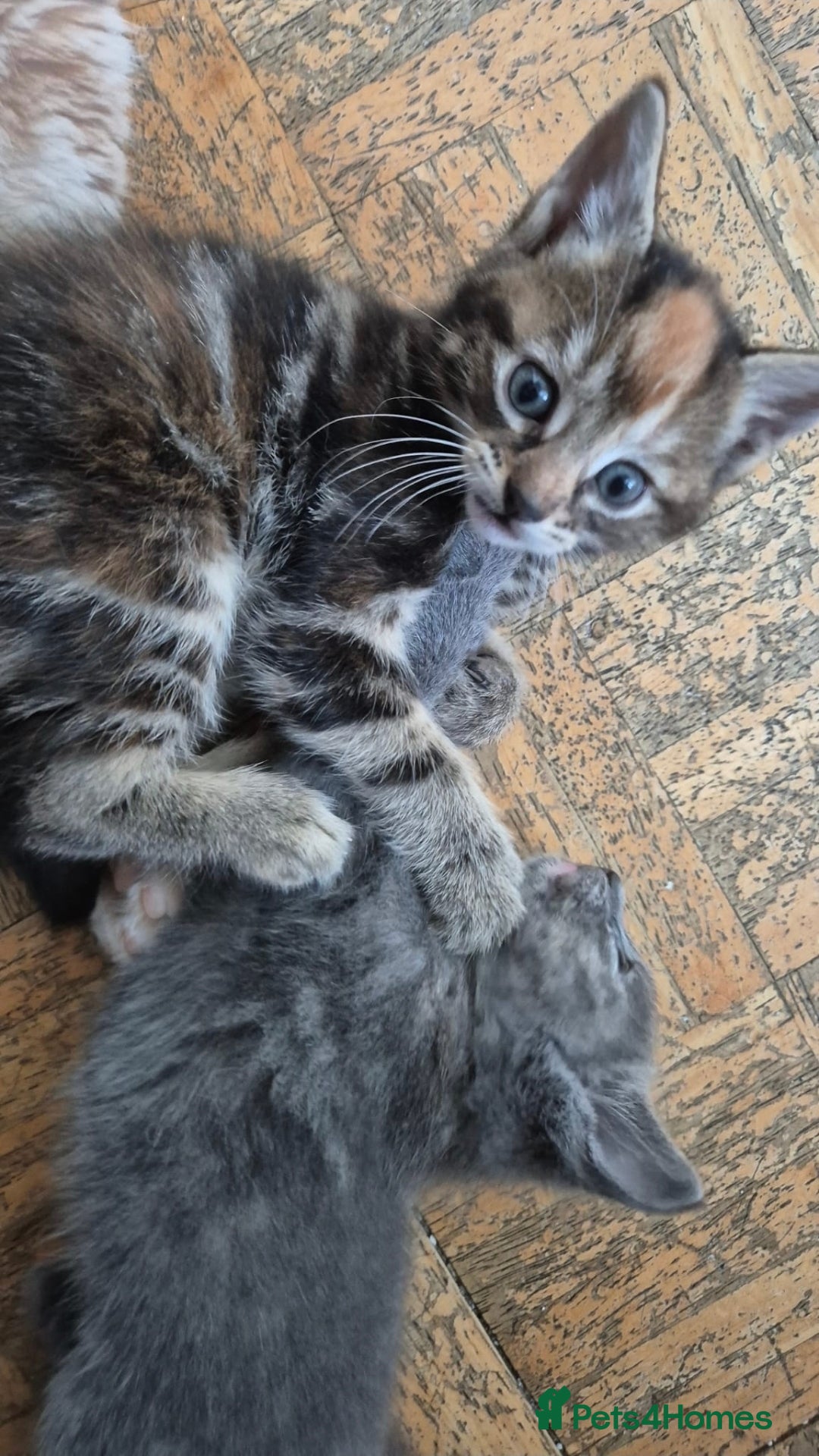 British Shorthair cats for sale: 5 beautiful friendly kittens  - Advert 6