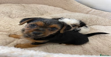 Yorkshire Terrier dogs - Advert 11
