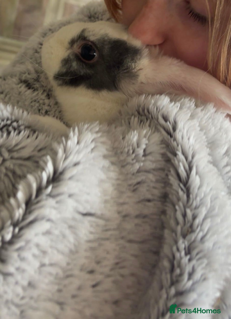 Mixed Breed rabbits for sale: Male rabbit  - Advert 2