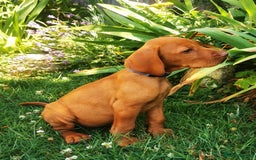 Hungarian Vizsla dogs for sale: Beautiful Hungarian Vizsla Puppies  in Sheerness - Image 1